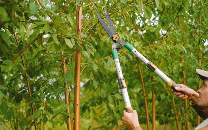Tree trimming in Spring Valley, NY